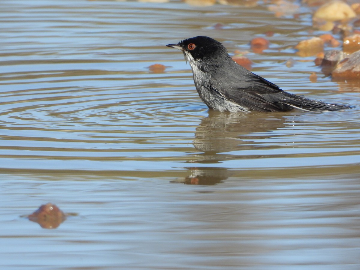 Sardinian Warbler - ML647763096