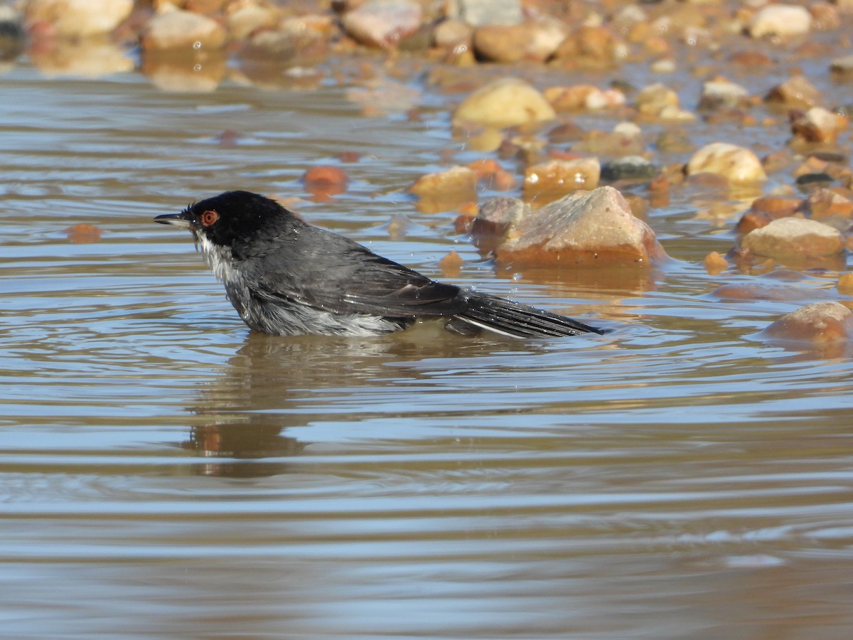 Sardinian Warbler - ML647763097