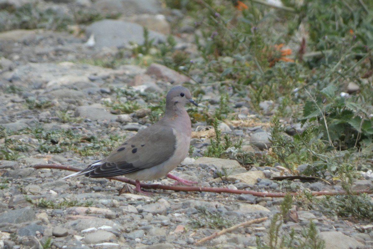 Eared Dove - ML647763099