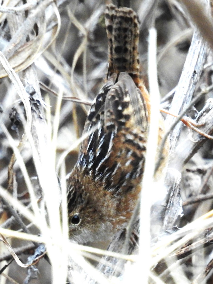 Sedge Wren - ML647763103