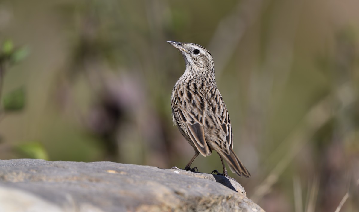 Upland Pipit - Sunil Kini