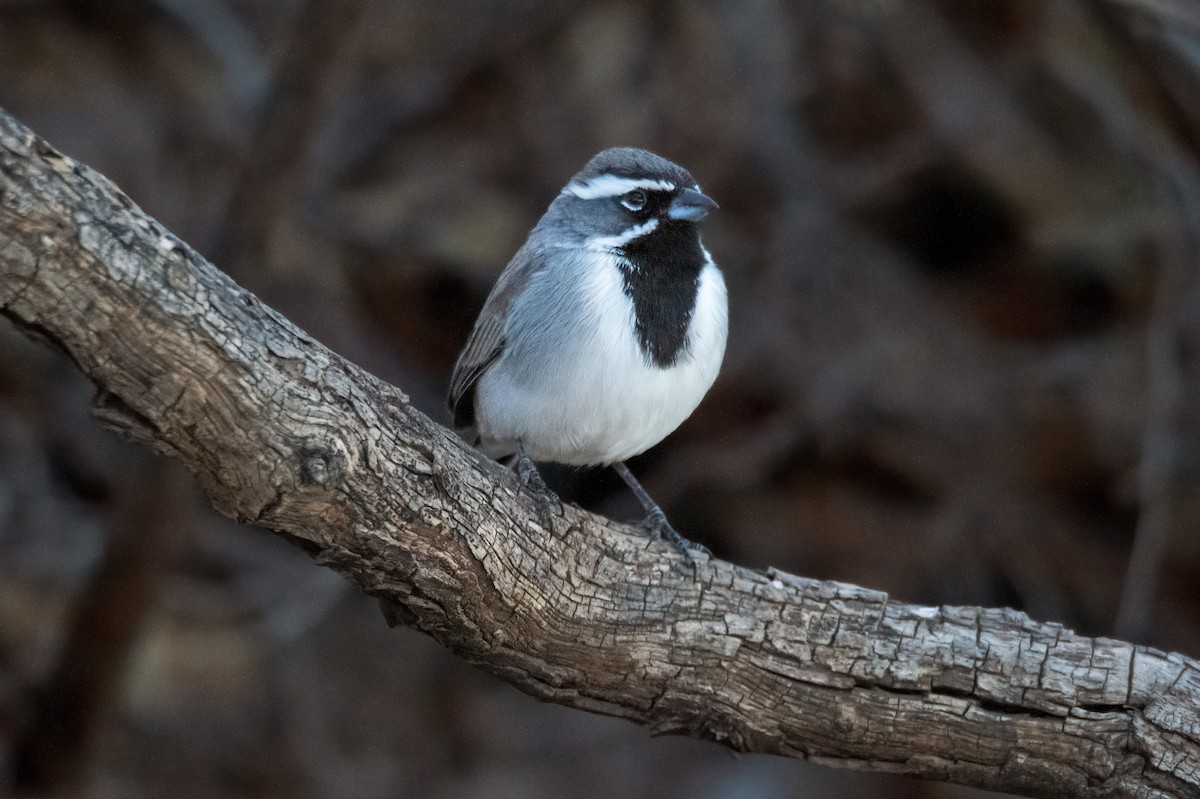 ノドグロヒメドリ - ML647763121