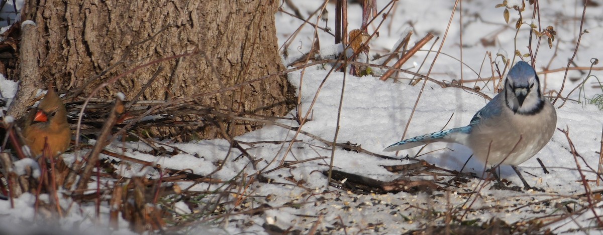 Blue Jay - ML647763132