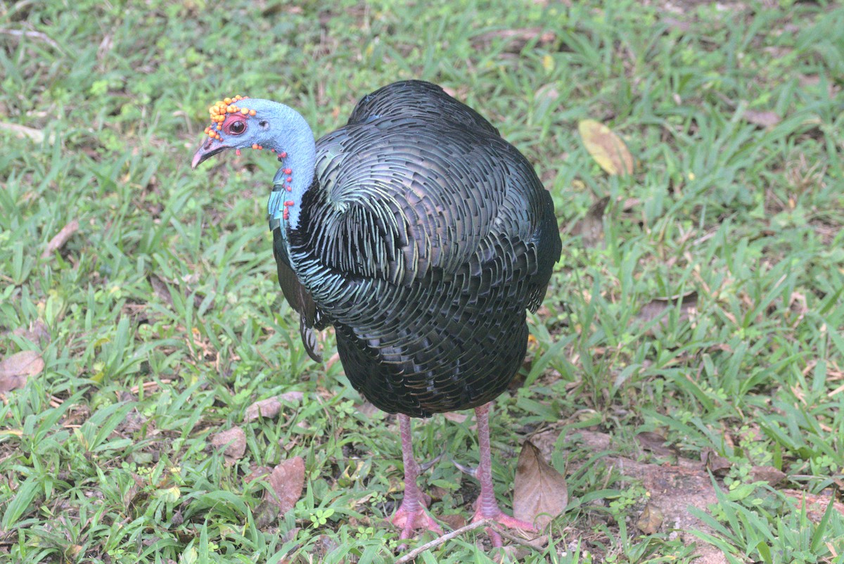 Ocellated Turkey - ML647763150