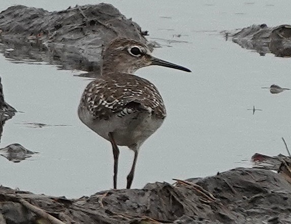 タカブシギ - ML647763155