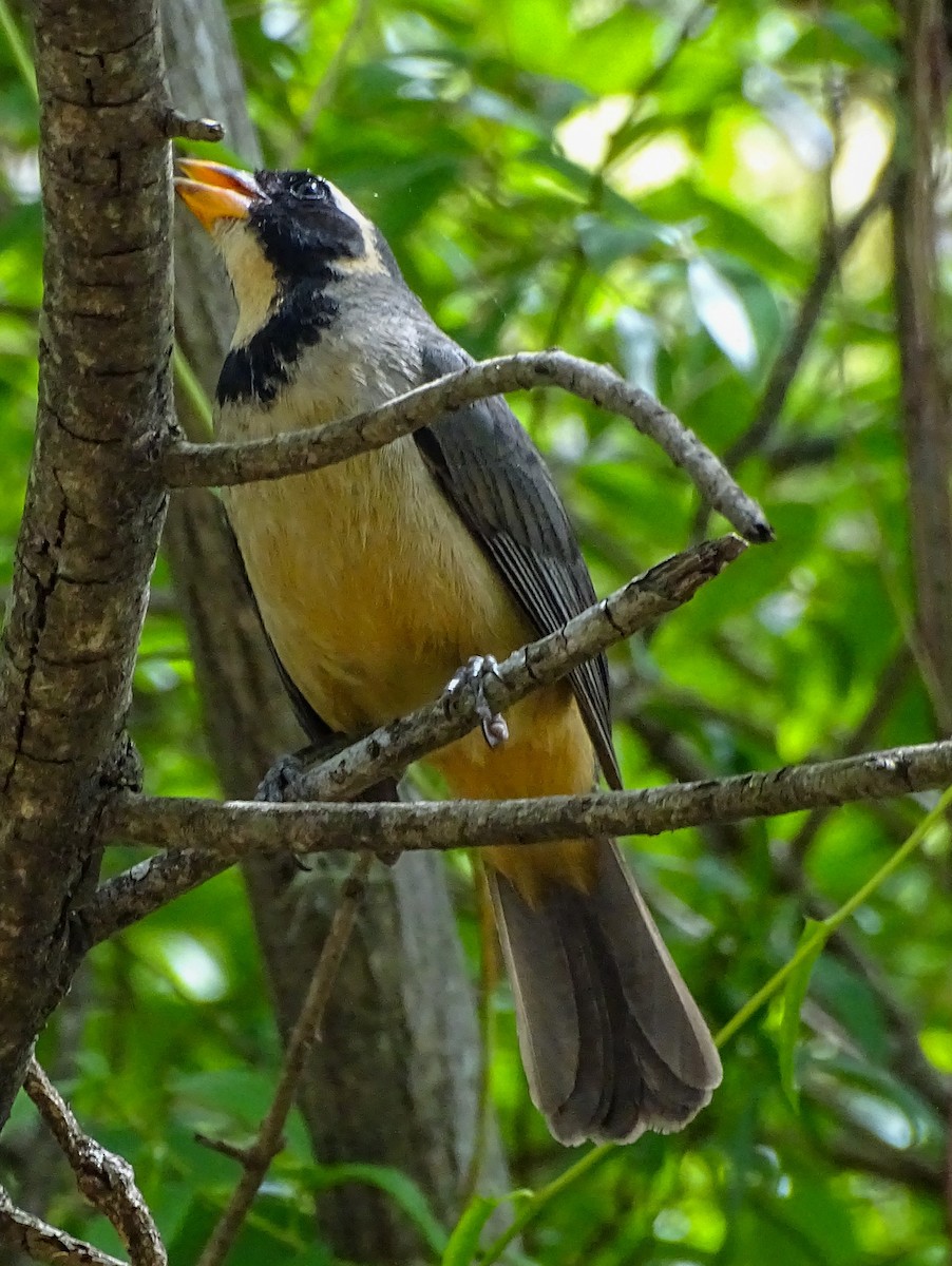 Golden-billed Saltator - ML647763181