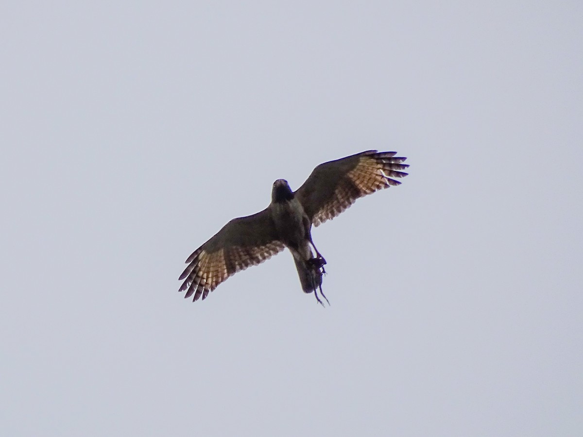 Roadside Hawk - ML647763208