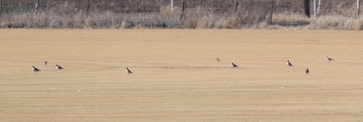 prærielo - ML647763218