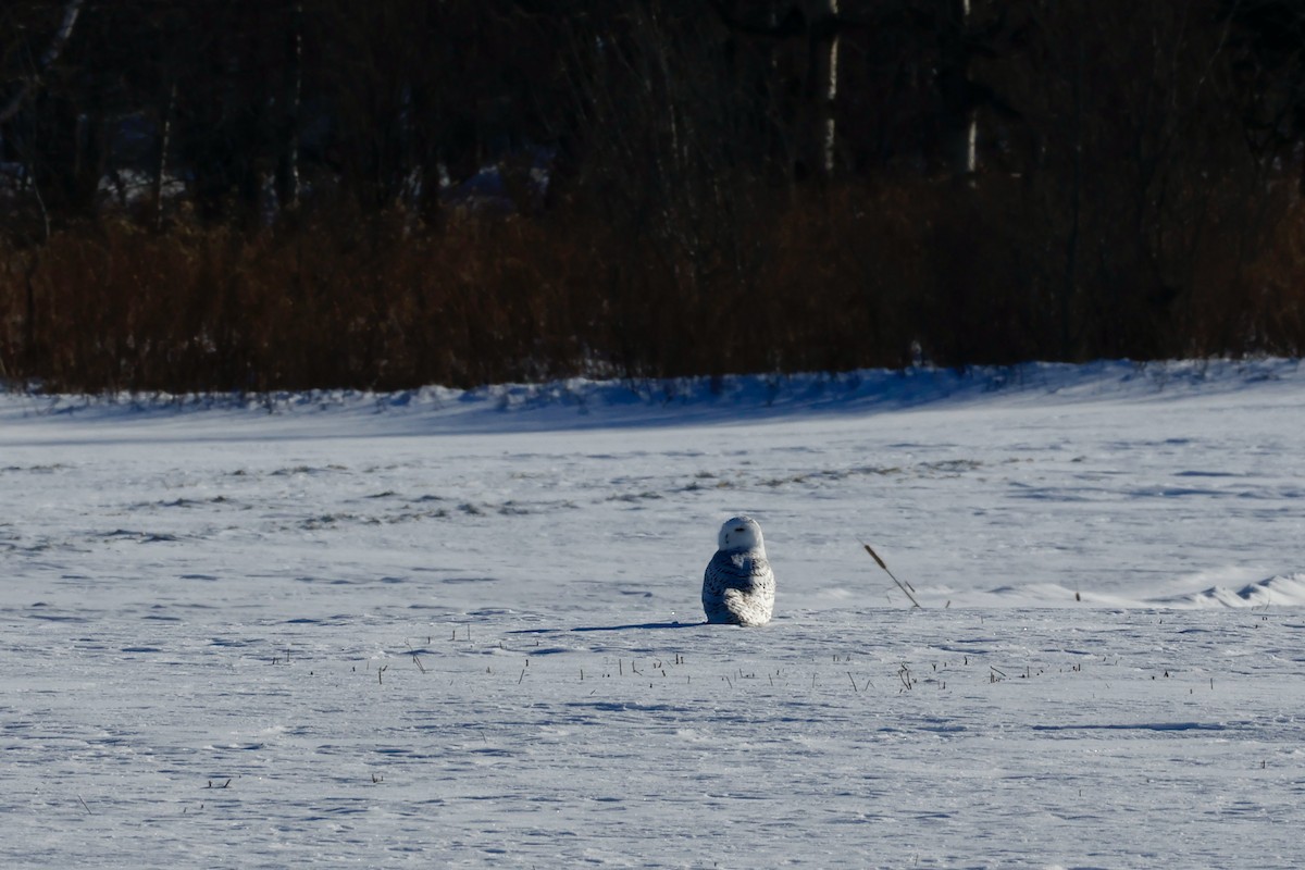 Snowy Owl - ML647763223