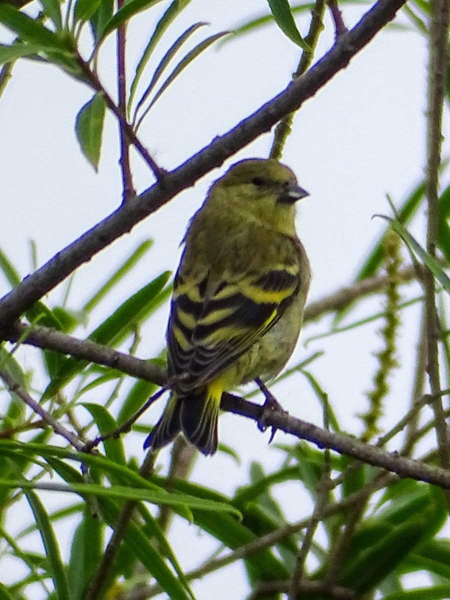 Hooded Siskin - ML647763239