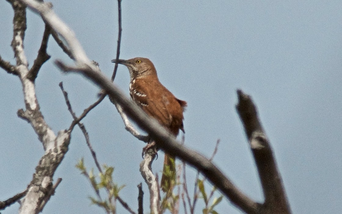 Brown Thrasher - ML647763252