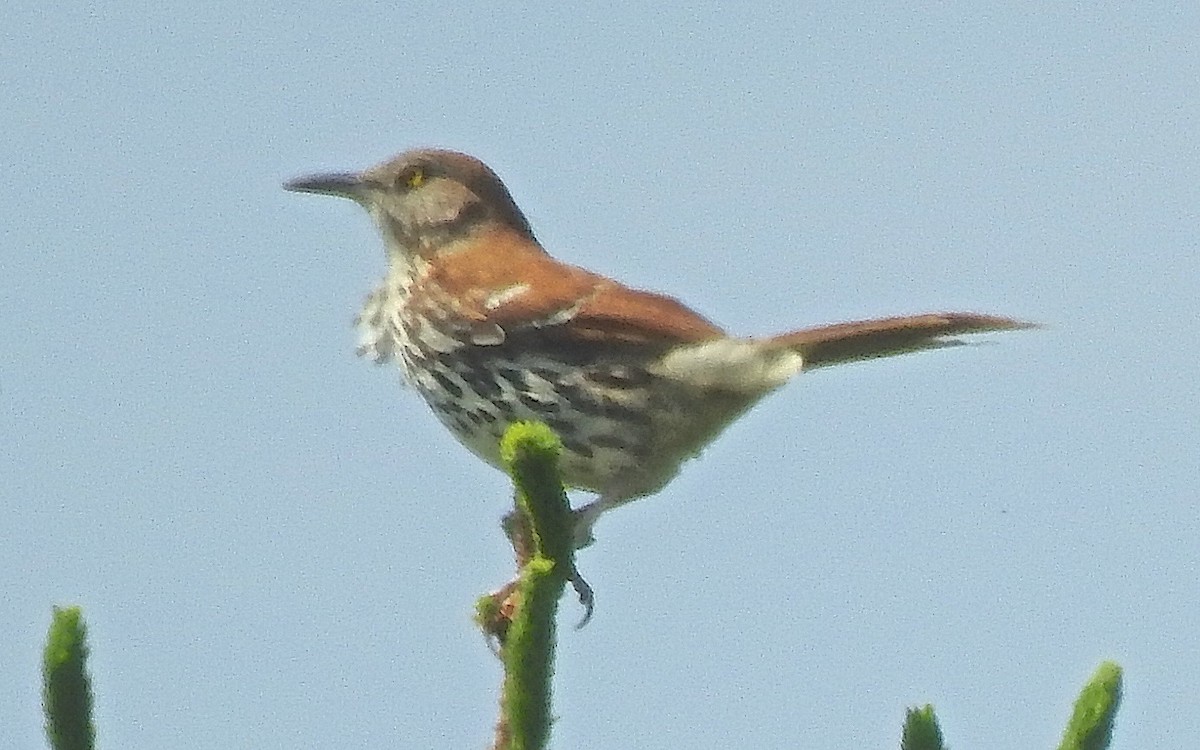 Brown Thrasher - ML647763253