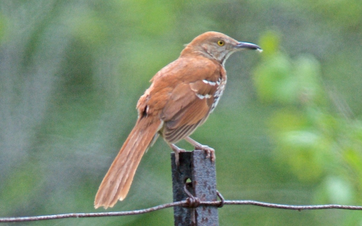 Brown Thrasher - ML647763254