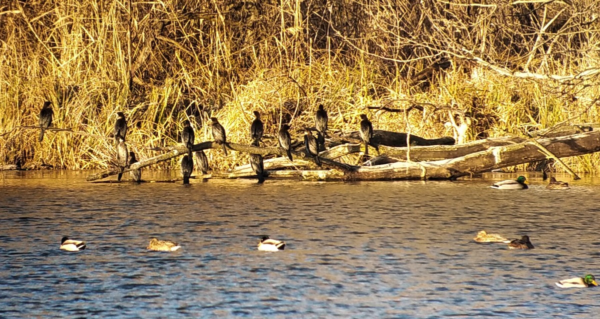 Баклан малий - ML647763258