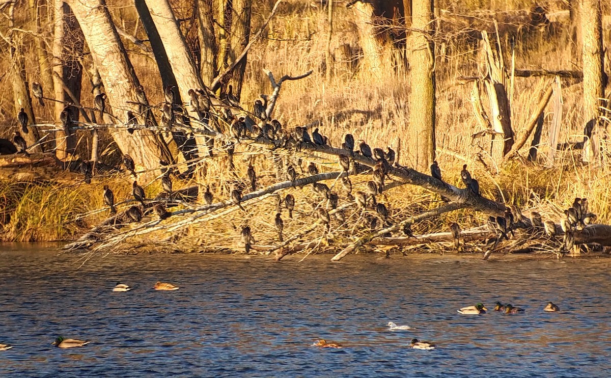 Баклан малий - ML647763271