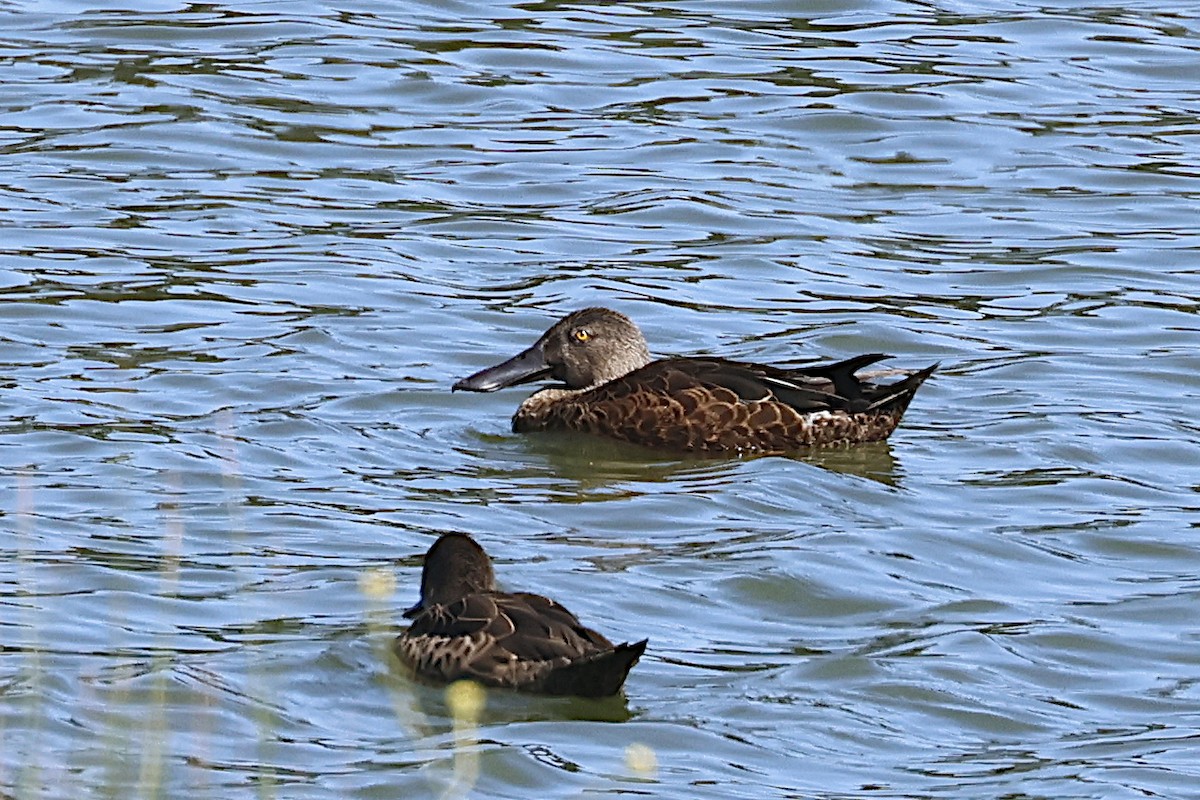 Australasian Shoveler - ML647763273