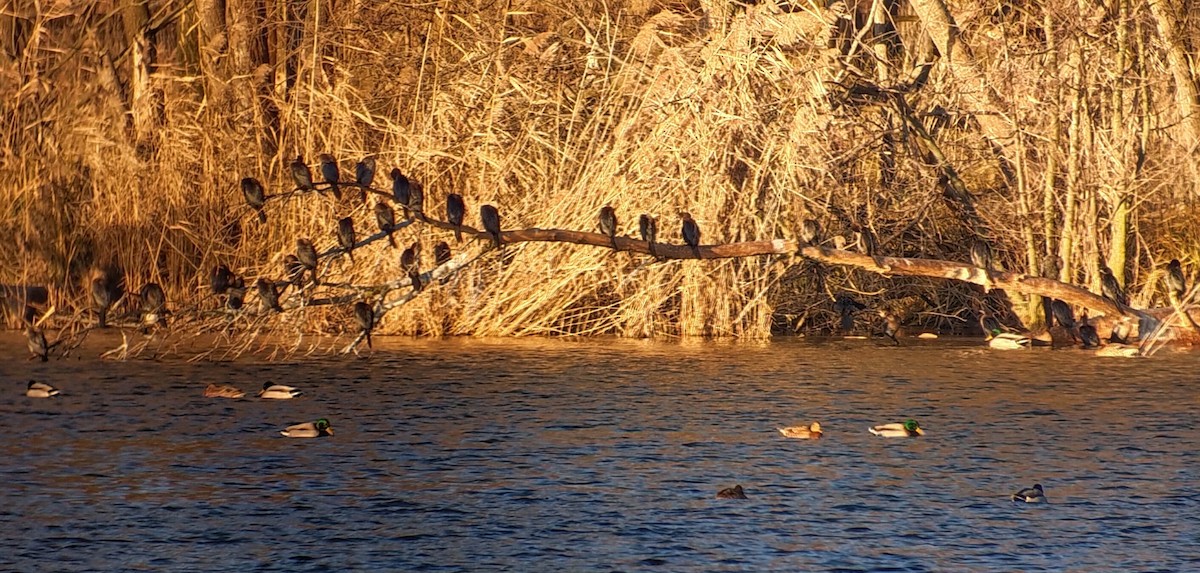 Баклан малий - ML647763282