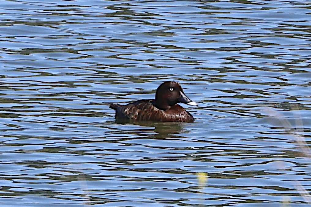 Hardhead - ML647763315