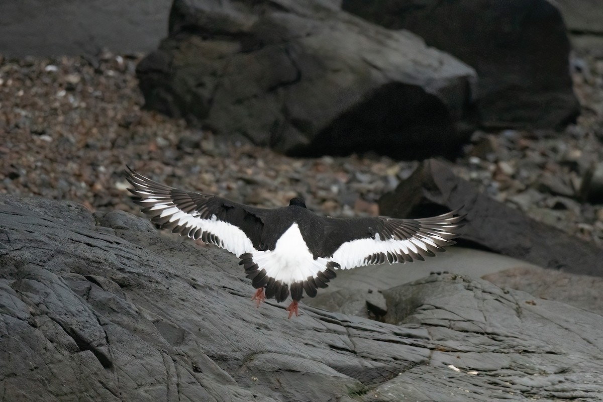 שלצדף החוף - ML647763323