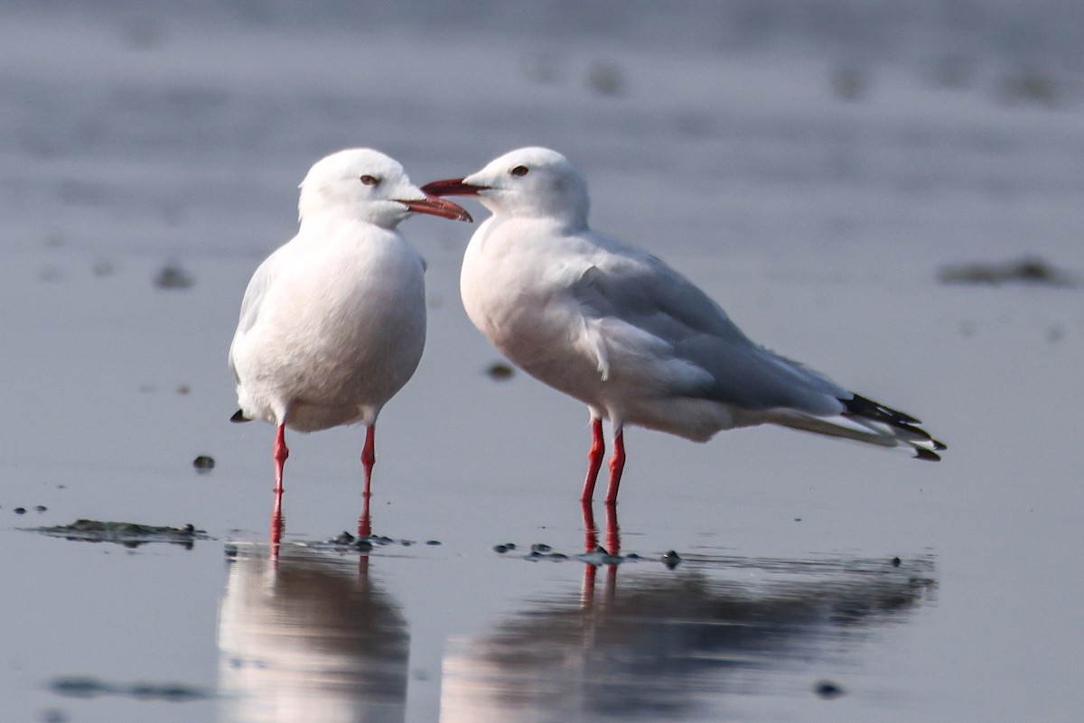 Морской голубок - ML647763326