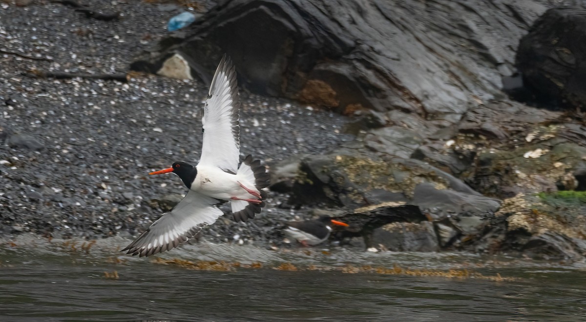 שלצדף החוף - ML647763330