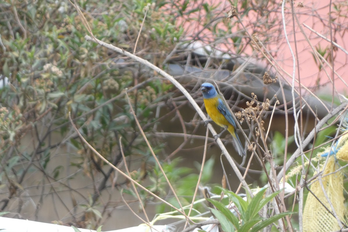 Blue-and-yellow Tanager - ML647763343