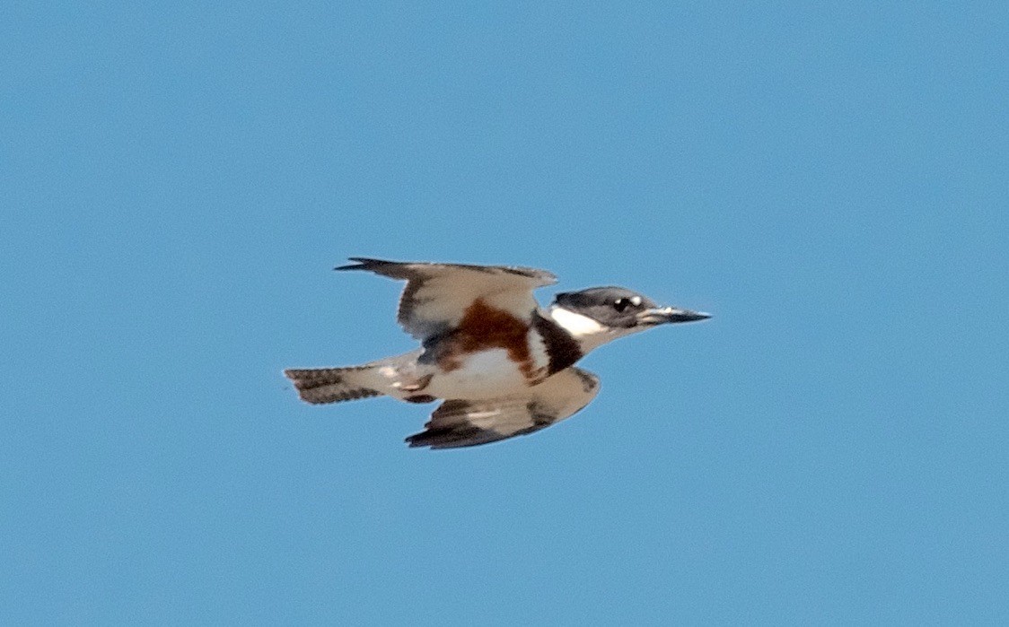 Belted Kingfisher - ML647763353