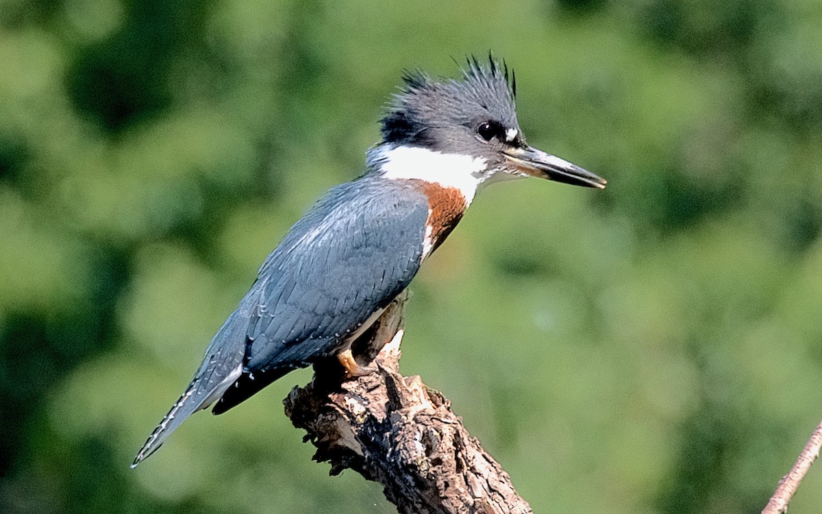 Belted Kingfisher - ML647763354