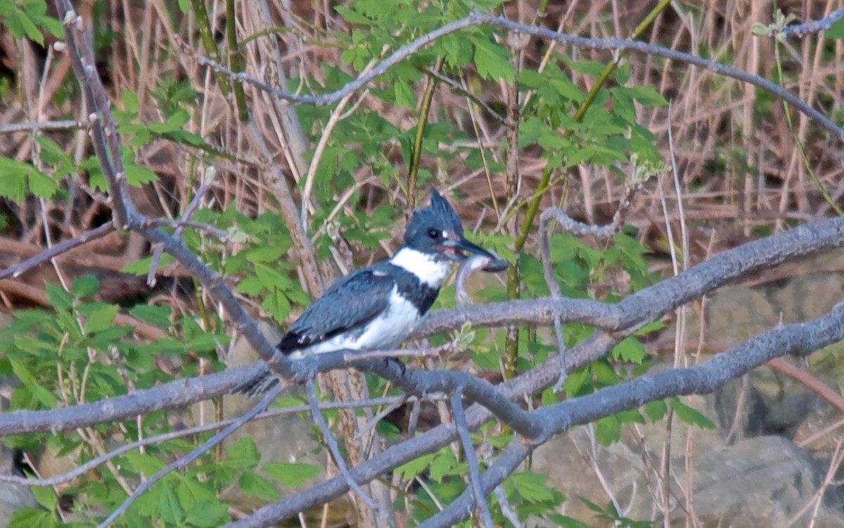 Belted Kingfisher - ML647763355