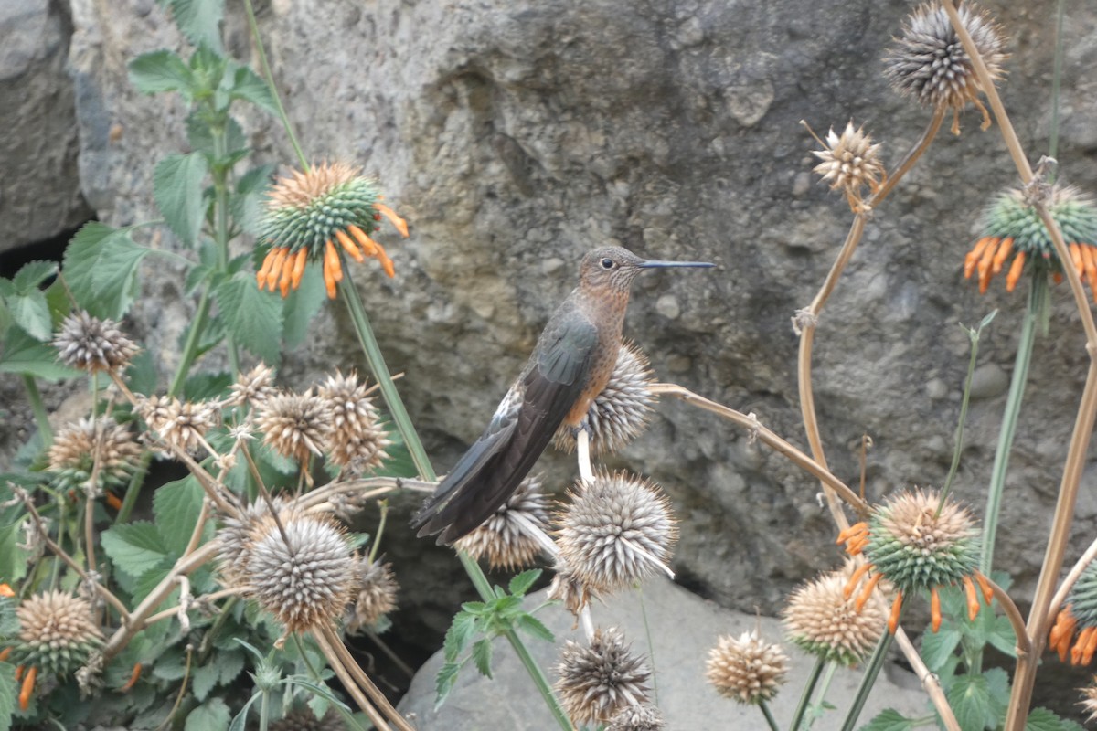 Giant Hummingbird - ML647763356