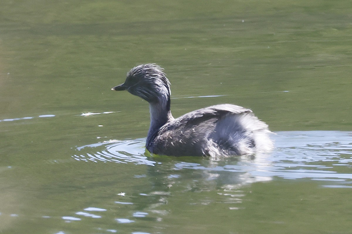 Hoary-headed Grebe - ML647763360