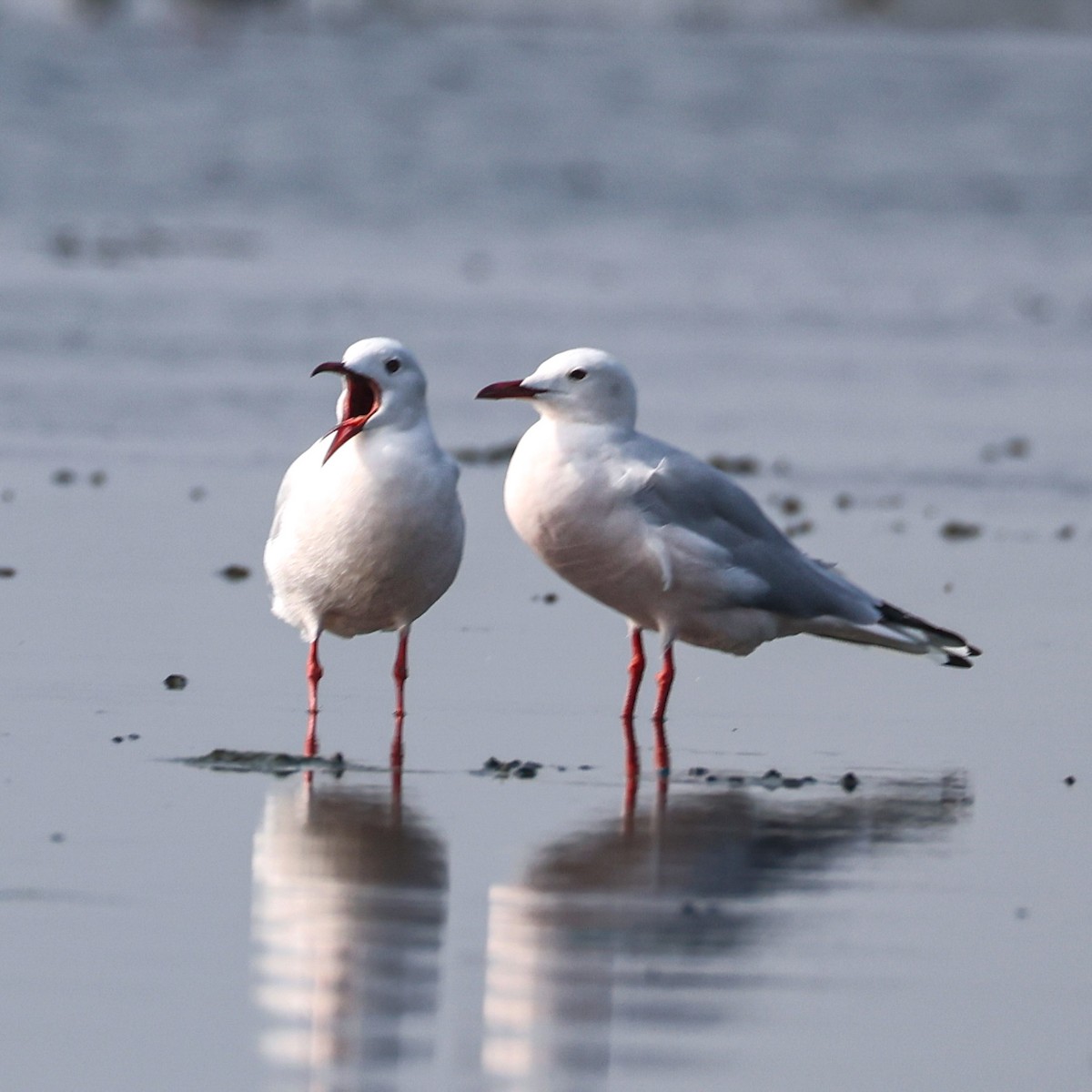 Морской голубок - ML647763361