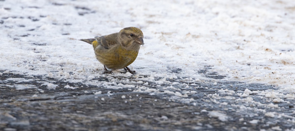 Red Crossbill - ML647763367