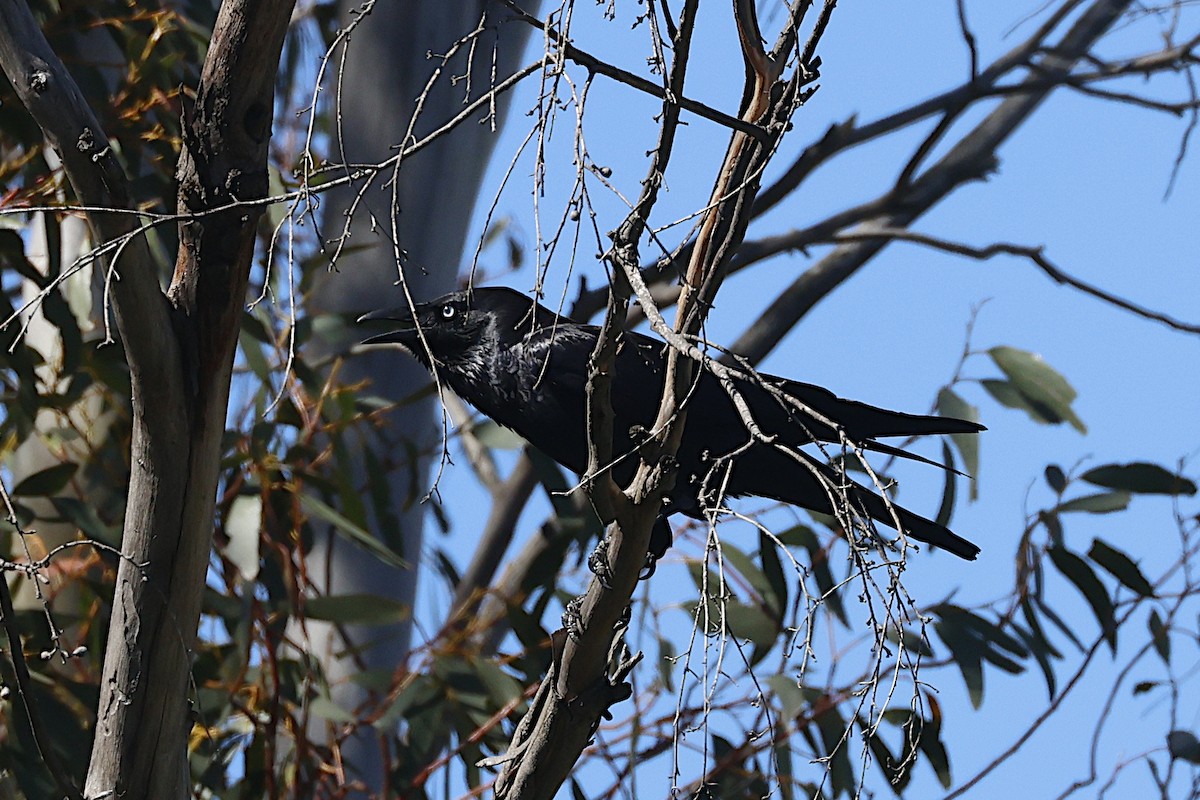 Little Raven - ML647763369