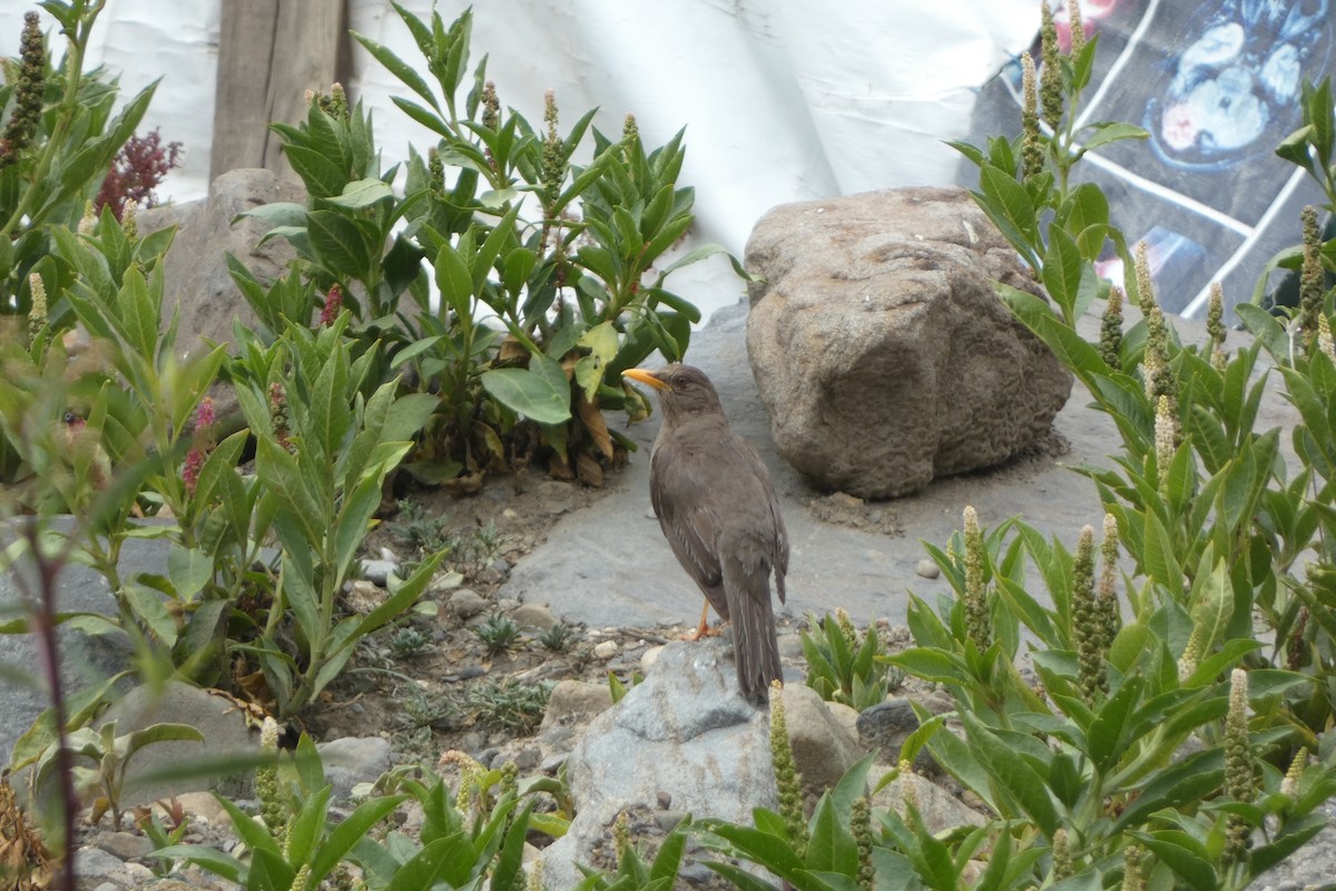 Chiguanco Thrush - ML647763372