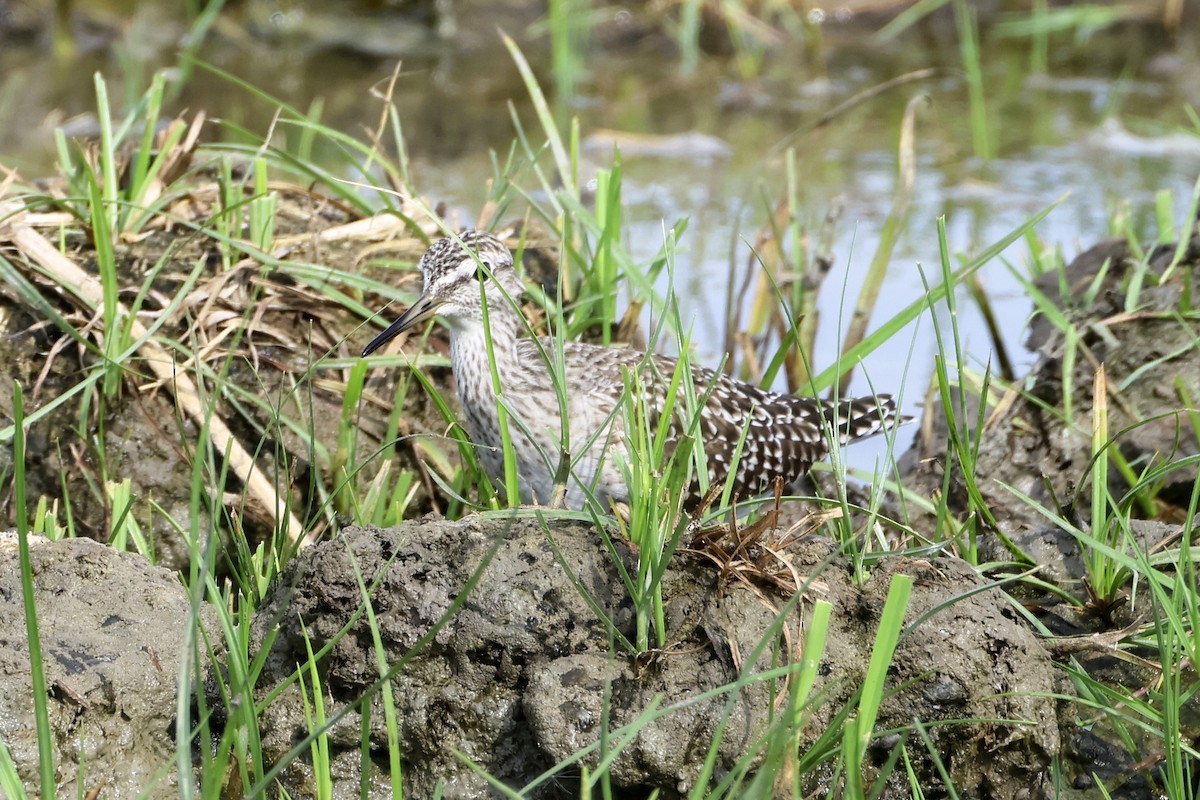 タカブシギ - ML647763418