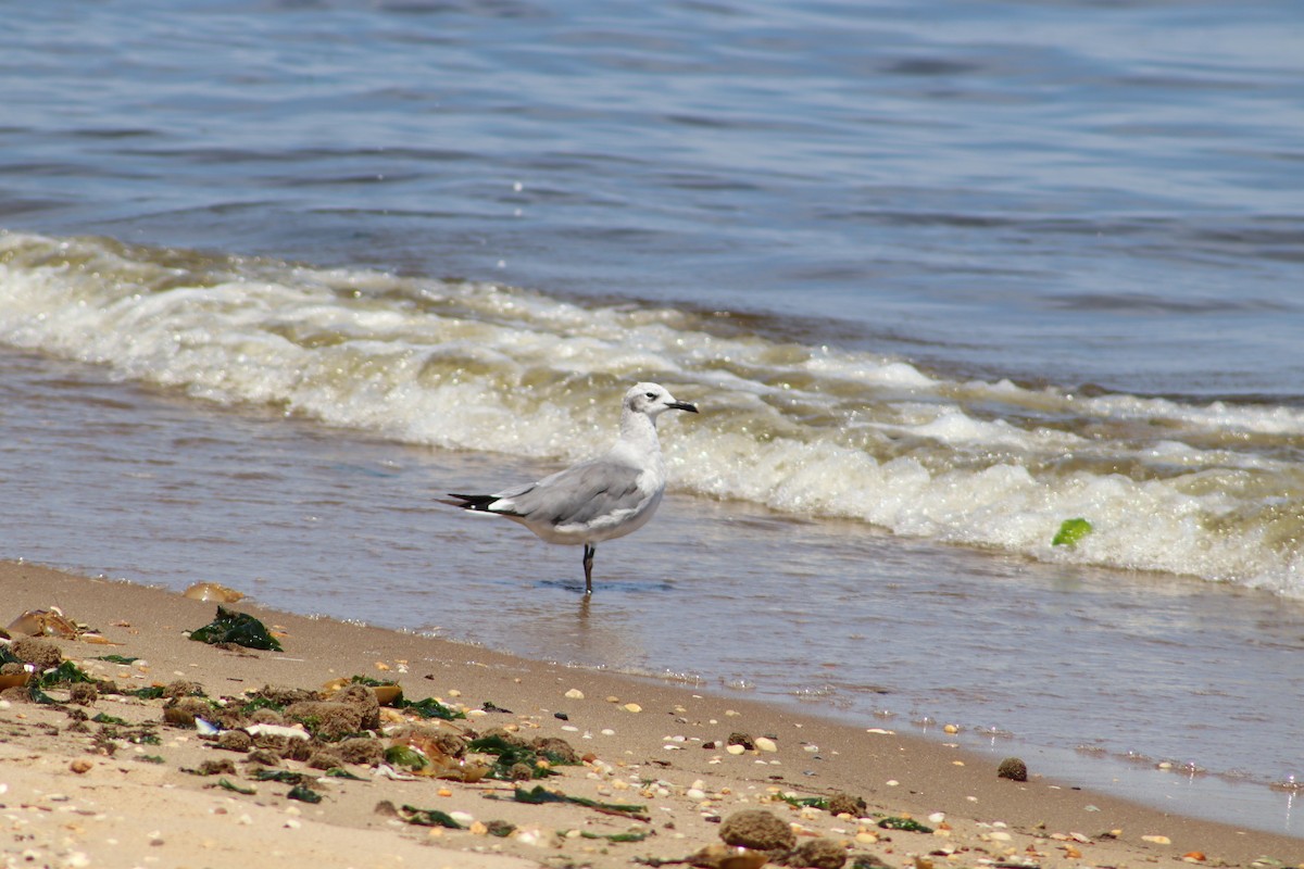 ワライカモメ - ML647763453