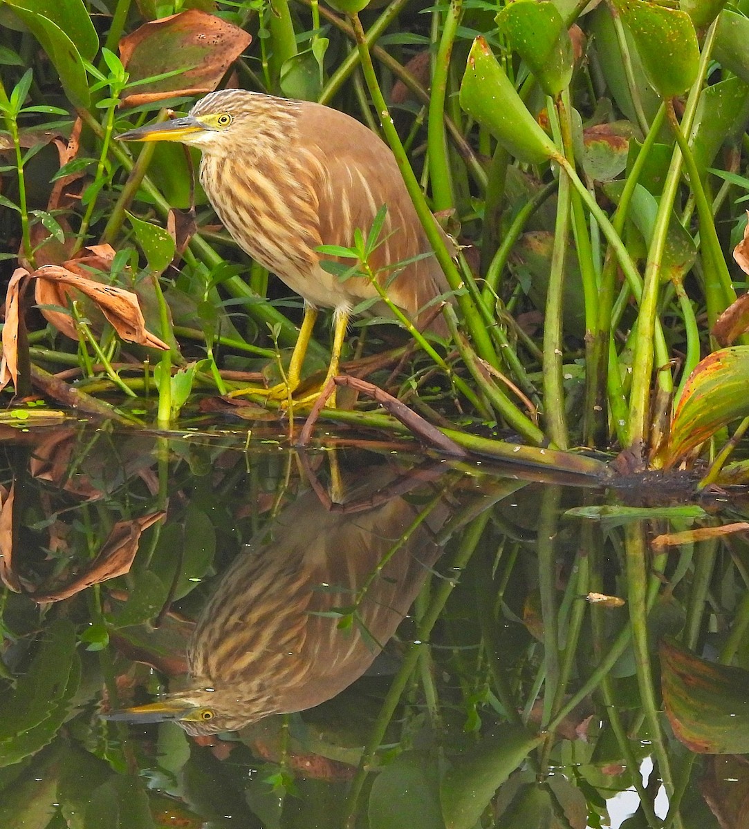 Indian Pond-Heron - ML647763479