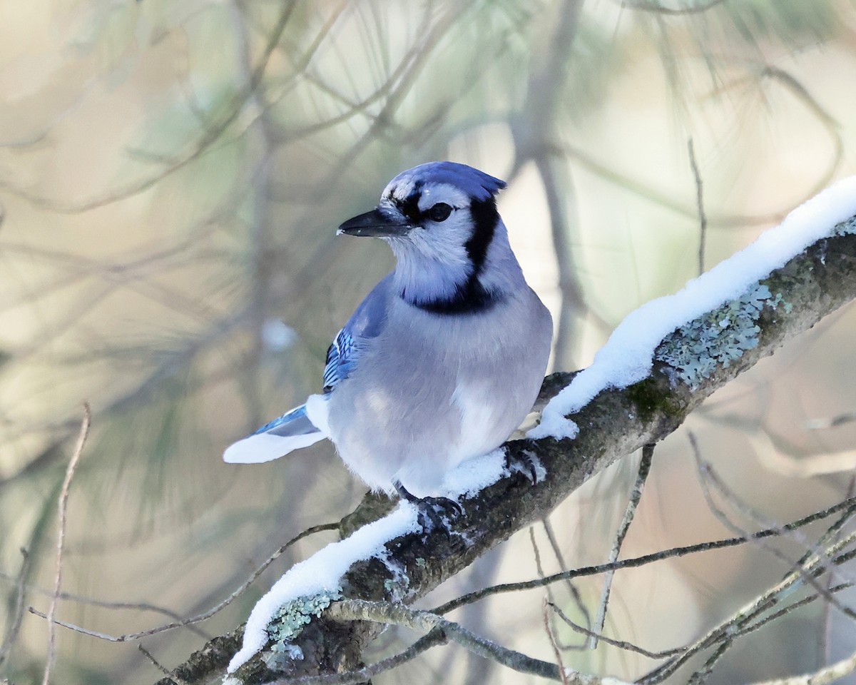 Blue Jay - ML647763481
