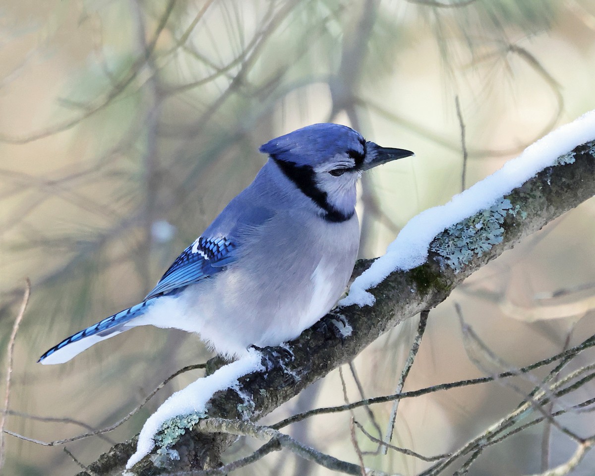 Blue Jay - ML647763486