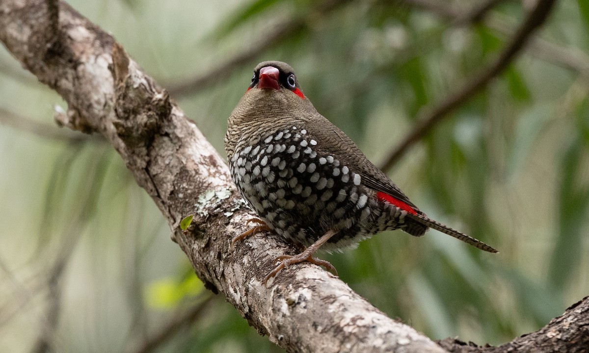 Red-eared Firetail - ML647763487