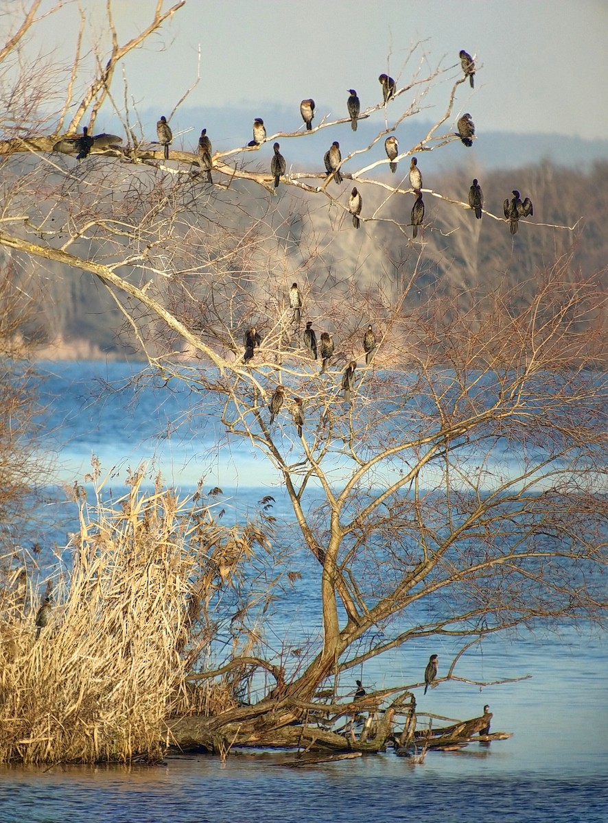 Баклан малий - ML647763517