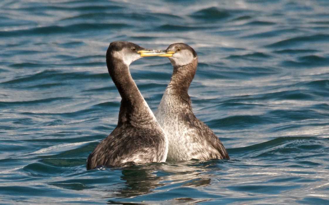 Red-necked Grebe - ML647763523