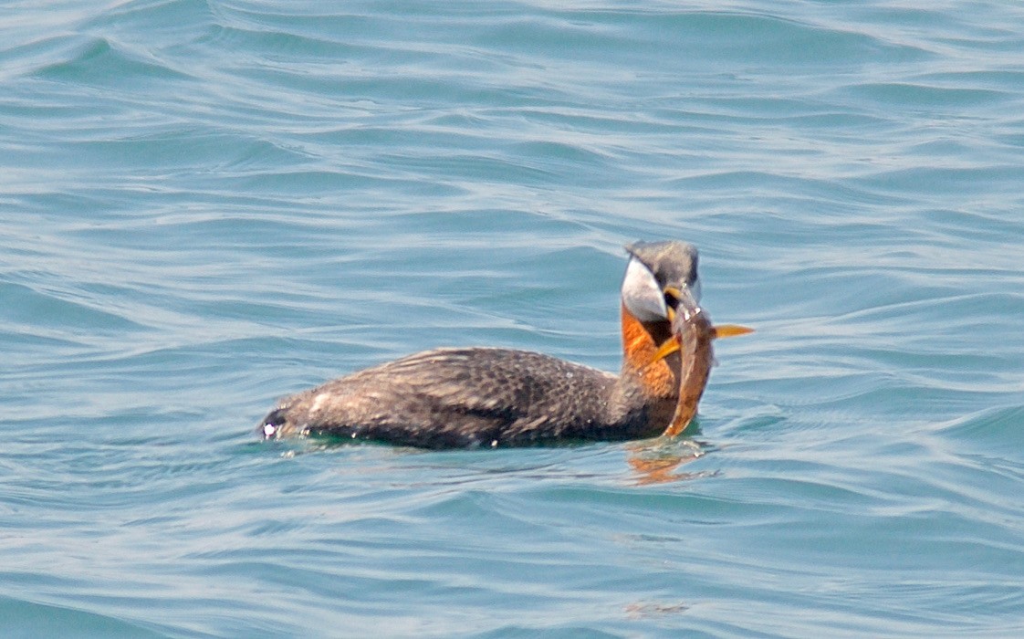 Red-necked Grebe - ML647763524