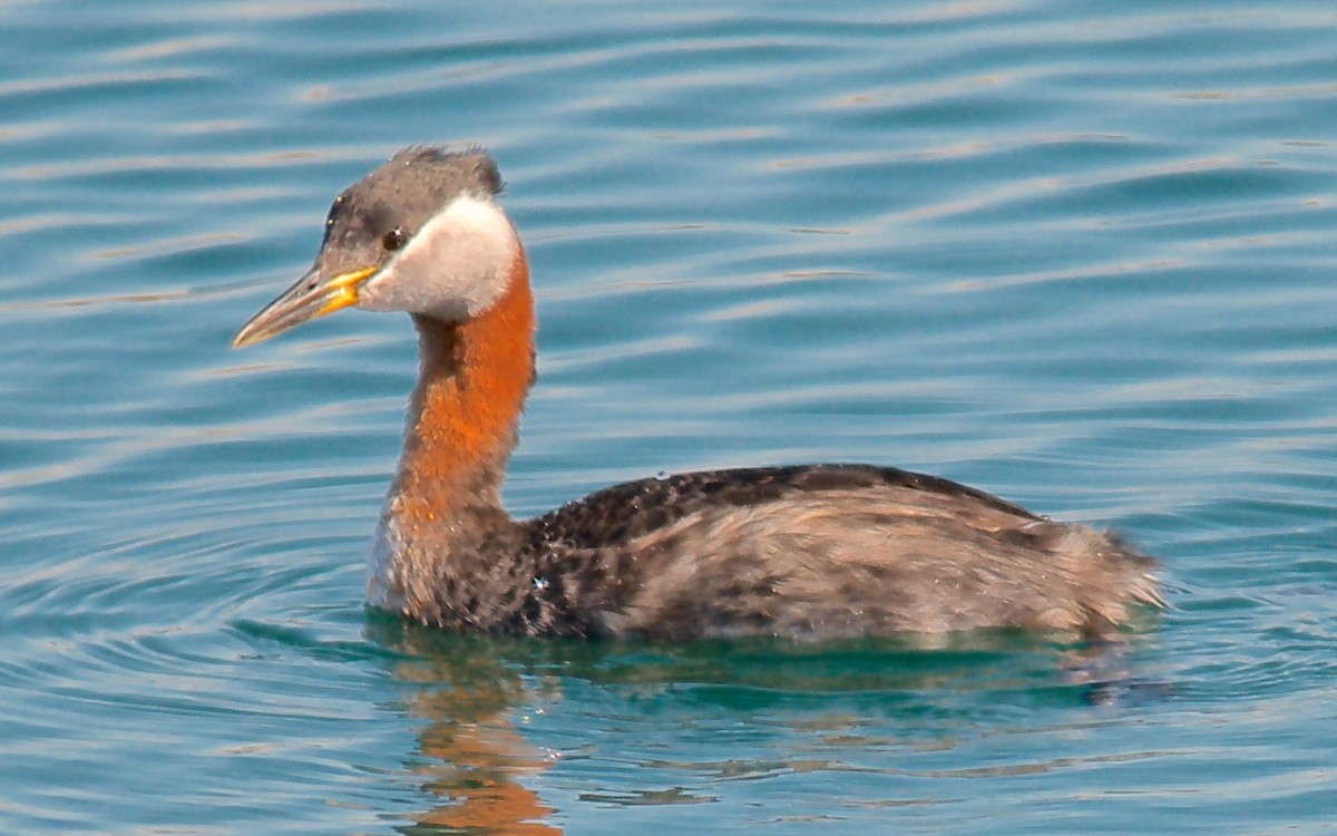 Red-necked Grebe - ML647763525