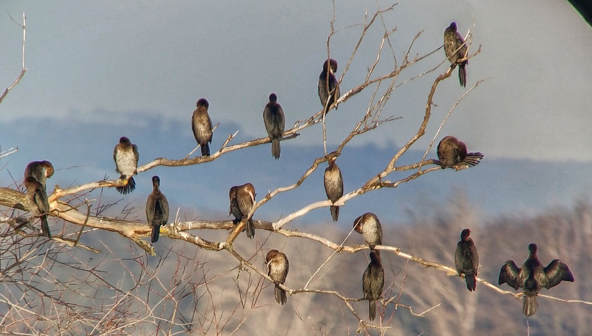 Баклан малий - ML647763540