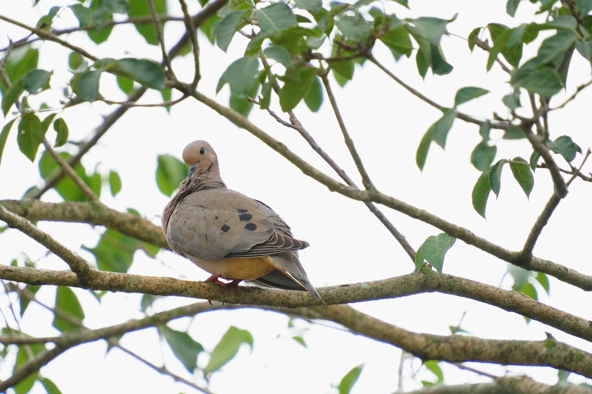 Küpeli Kumru - ML647763560