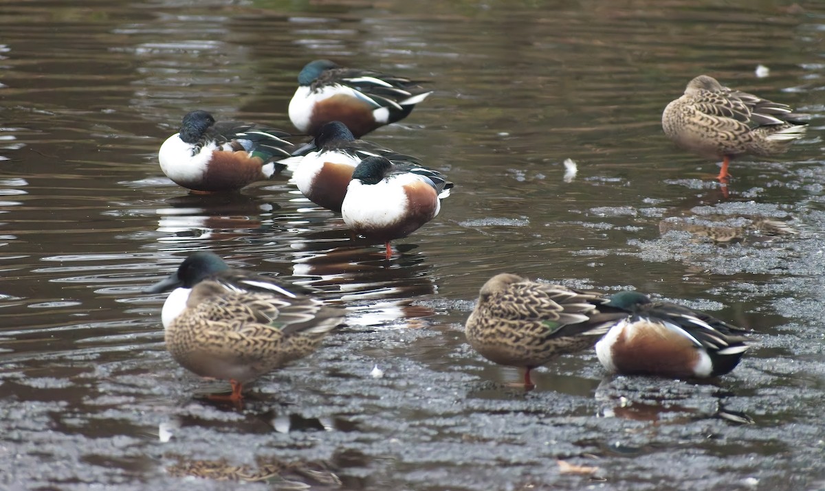 skjeand - ML647763565