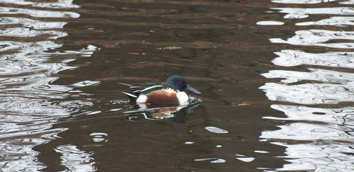 skjeand - ML647763566