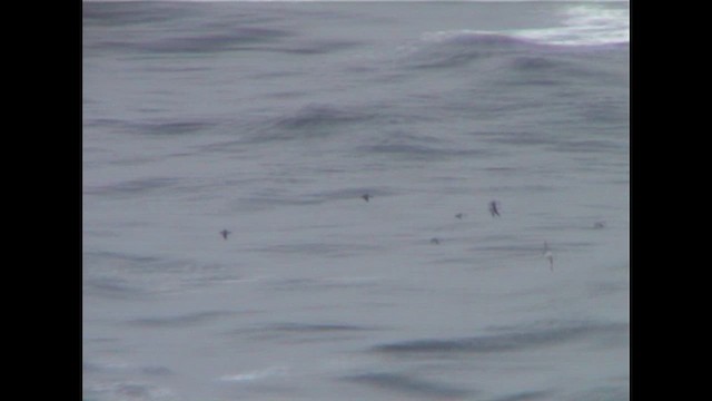 Atlantik Yelkovanı - ML647763580